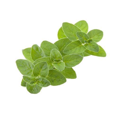 Sweet Marjoram - www.FOP.ae Buy online Best and Healthy Plants and quality products guarantee in Dubai Plants Shop in Dubai Abu Dhabi all over UAE Plants near me Fresh Plants in Dubai where to buy plants in UAE - FOP.ae