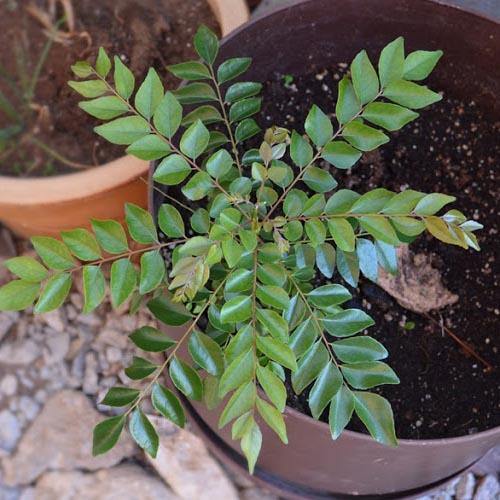 Curry Leaves, Kadi Patta - www.FOP.ae Buy online Best and Healthy Plants and quality products guarantee in Dubai Plants Shop in Dubai Abu Dhabi all over UAE Plants near me Fresh Plants in Dubai where to buy plants in UAE - FOP.ae