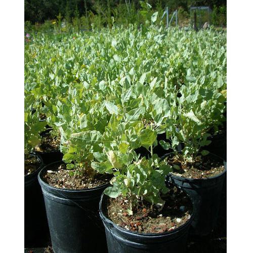 Atriplex Semibaccata, Berry SaltBush - www.FOP.ae Buy online Best and Healthy Plants and quality products guarantee in Dubai Plants Shop in Dubai Abu Dhabi all over UAE Plants near me Fresh Plants in Dubai where to buy plants in UAE - FOP.ae