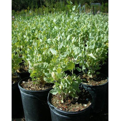 Atriplex Semibaccata, Berry SaltBush - www.FOP.ae Buy online Best and Healthy Plants and quality products guarantee in Dubai Plants Shop in Dubai Abu Dhabi all over UAE Plants near me Fresh Plants in Dubai where to buy plants in UAE - FOP.ae