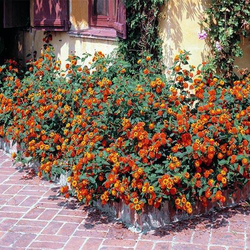 Lantana Camara, Red Sage - www.FOP.ae Buy online Best and Healthy Plants and quality products guarantee in Dubai Plants Shop in Dubai Abu Dhabi all over UAE Plants near me Fresh Plants in Dubai where to buy plants in UAE - FOP.ae