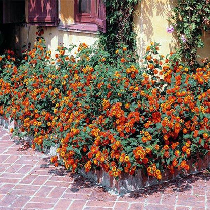 Lantana Camara, Red Sage - www.FOP.ae Buy online Best and Healthy Plants and quality products guarantee in Dubai Plants Shop in Dubai Abu Dhabi all over UAE Plants near me Fresh Plants in Dubai where to buy plants in UAE - FOP.ae