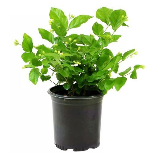 Jasminum sambac, The Arabian Jasmine - www.FOP.ae Buy online Best and Healthy Plants and quality products guarantee in Dubai Plants Shop in Dubai Abu Dhabi all over UAE Plants near me Fresh Plants in Dubai where to buy plants in UAE - FOP.ae