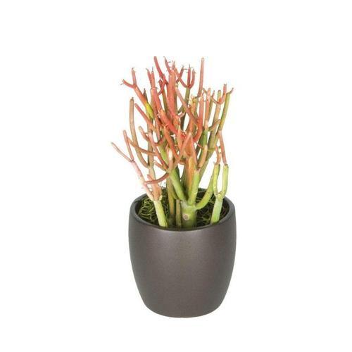 Euphorbia Tirucalli, Pencil Cactus - www.FOP.ae Buy online Best and Healthy Plants and quality products guarantee in Dubai Plants Shop in Dubai Abu Dhabi all over UAE Plants near me Fresh Plants in Dubai where to buy plants in UAE - FOP.ae