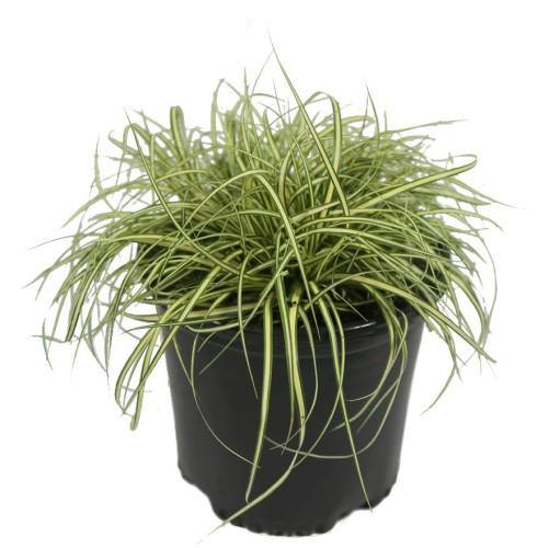 Carex Hachjioensis, EverGold - www.FOP.ae Buy online Best and Healthy Plants and quality products guarantee in Dubai Plants Shop in Dubai Abu Dhabi all over UAE Plants near me Fresh Plants in Dubai where to buy plants in UAE - FOP.ae
