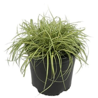 Carex Hachjioensis, EverGold - www.FOP.ae Buy online Best and Healthy Plants and quality products guarantee in Dubai Plants Shop in Dubai Abu Dhabi all over UAE Plants near me Fresh Plants in Dubai where to buy plants in UAE - FOP.ae
