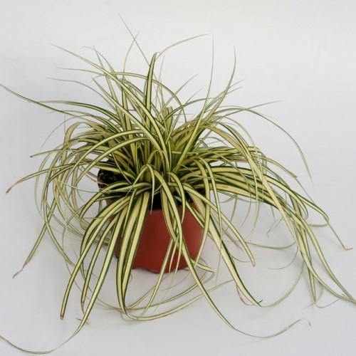 Carex Hachjioensis, EverGold - www.FOP.ae Buy online Best and Healthy Plants and quality products guarantee in Dubai Plants Shop in Dubai Abu Dhabi all over UAE Plants near me Fresh Plants in Dubai where to buy plants in UAE - FOP.ae