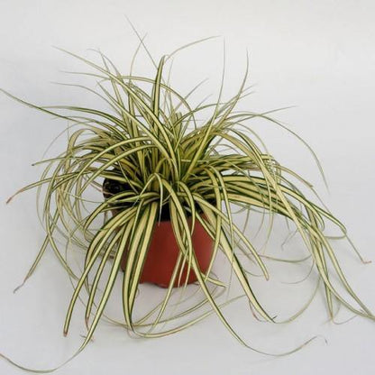 Carex Hachjioensis, EverGold - www.FOP.ae Buy online Best and Healthy Plants and quality products guarantee in Dubai Plants Shop in Dubai Abu Dhabi all over UAE Plants near me Fresh Plants in Dubai where to buy plants in UAE - FOP.ae