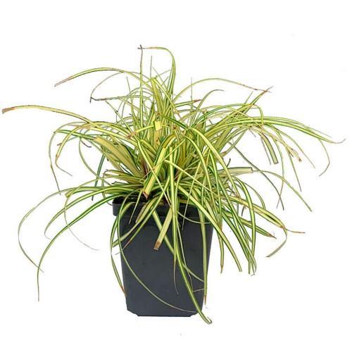 Carex Hachjioensis, EverGold - www.FOP.ae Buy online Best and Healthy Plants and quality products guarantee in Dubai Plants Shop in Dubai Abu Dhabi all over UAE Plants near me Fresh Plants in Dubai where to buy plants in UAE - FOP.ae