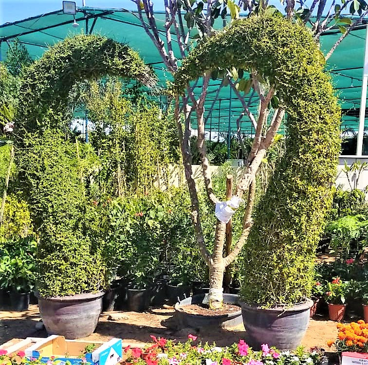 Ehretia Big (Different Shapes) - www.FOP.ae Buy online Best and Healthy Plants and quality products guarantee in Dubai Plants Shop in Dubai Abu Dhabi all over UAE Plants near me Fresh Plants in Dubai where to buy plants in UAE - FOP.ae