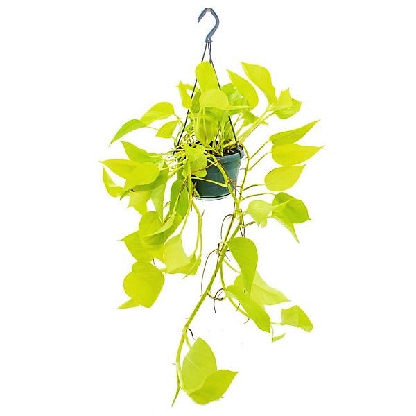 Scindapsus Golden, Golden Money Plant - www.FOP.ae Buy online Best and Healthy Plants and quality products guarantee in Dubai Plants Shop in Dubai Abu Dhabi all over UAE Plants near me Fresh Plants in Dubai where to buy plants in UAE - FOP.ae