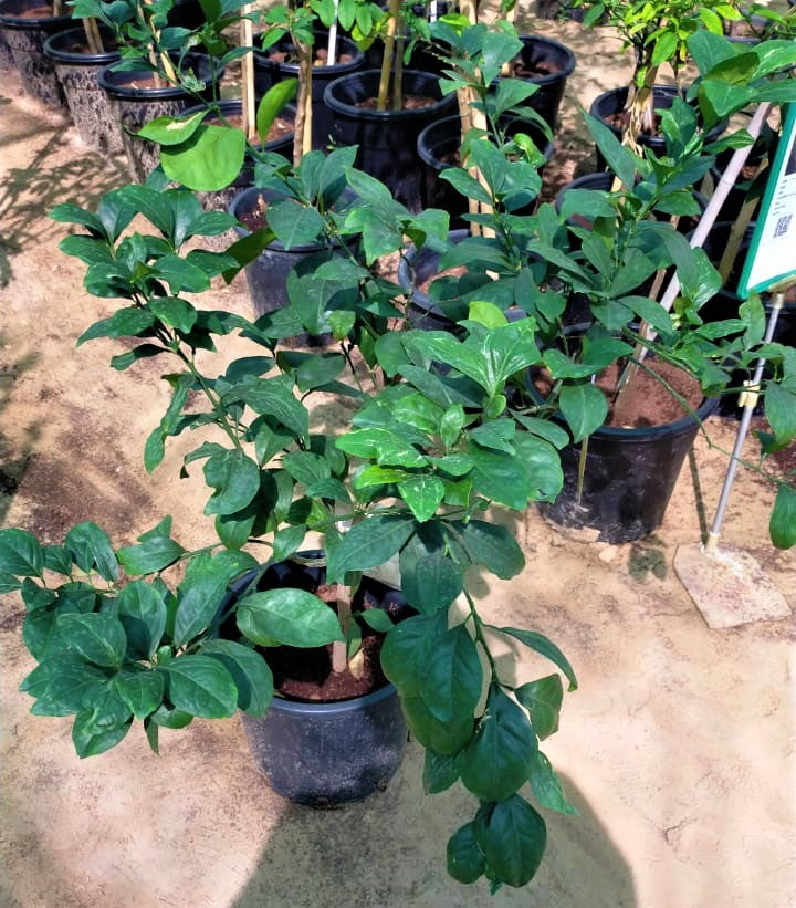 Citrus orange, Abu Surra, Orange Tree - www.FOP.ae Buy online Best and Healthy Plants and quality products guarantee in Dubai Plants Shop in Dubai Abu Dhabi all over UAE Plants near me Fresh Plants in Dubai where to buy plants in UAE - FOP.ae