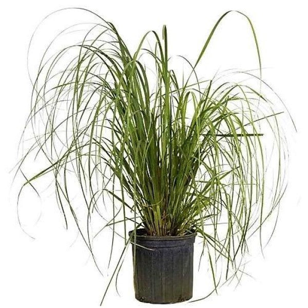 Cortaderia Selloana, Pampas Grass - www.FOP.ae Buy online Best and Healthy Plants and quality products guarantee in Dubai Plants Shop in Dubai Abu Dhabi all over UAE Plants near me Fresh Plants in Dubai where to buy plants in UAE - FOP.ae