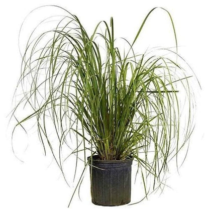 Cortaderia Selloana, Pampas Grass - www.FOP.ae Buy online Best and Healthy Plants and quality products guarantee in Dubai Plants Shop in Dubai Abu Dhabi all over UAE Plants near me Fresh Plants in Dubai where to buy plants in UAE - FOP.ae