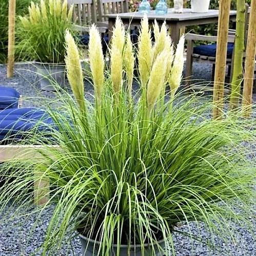 Cortaderia Selloana, Pampas Grass - www.FOP.ae Buy online Best and Healthy Plants and quality products guarantee in Dubai Plants Shop in Dubai Abu Dhabi all over UAE Plants near me Fresh Plants in Dubai where to buy plants in UAE - FOP.ae