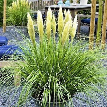 Cortaderia Selloana, Pampas Grass - www.FOP.ae Buy online Best and Healthy Plants and quality products guarantee in Dubai Plants Shop in Dubai Abu Dhabi all over UAE Plants near me Fresh Plants in Dubai where to buy plants in UAE - FOP.ae