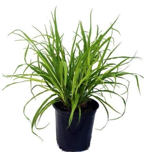 Lemon Grass, Cymbopogon Citratus - www.FOP.ae Buy online Best and Healthy Plants and quality products guarantee in Dubai Plants Shop in Dubai Abu Dhabi all over UAE Plants near me Fresh Plants in Dubai where to buy plants in UAE - FOP.ae