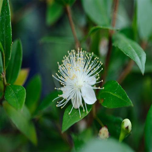 ‎Myrtle, Myrtus Communis - www.FOP.ae Buy online Best and Healthy Plants and quality products guarantee in Dubai Plants Shop in Dubai Abu Dhabi all over UAE Plants near me Fresh Plants in Dubai where to buy plants in UAE - FOP.ae