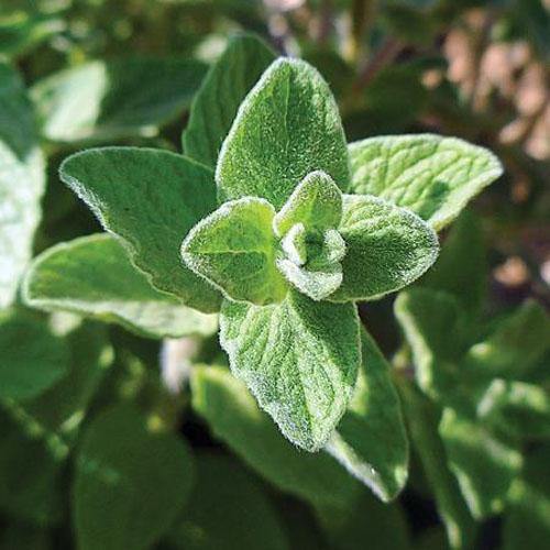 Zaatar Herb Thyme - www.FOP.ae Buy online Best and Healthy Plants and quality products guarantee in Dubai Plants Shop in Dubai Abu Dhabi all over UAE Plants near me Fresh Plants in Dubai where to buy plants in UAE - FOP.ae