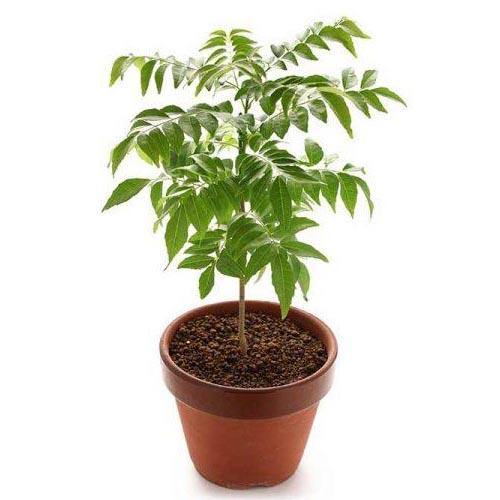 Curry Leaves, Kadi Patta - www.FOP.ae Buy online Best and Healthy Plants and quality products guarantee in Dubai Plants Shop in Dubai Abu Dhabi all over UAE Plants near me Fresh Plants in Dubai where to buy plants in UAE - FOP.ae