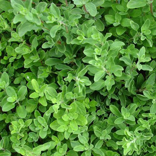 Sweet Marjoram - www.FOP.ae Buy online Best and Healthy Plants and quality products guarantee in Dubai Plants Shop in Dubai Abu Dhabi all over UAE Plants near me Fresh Plants in Dubai where to buy plants in UAE - FOP.ae