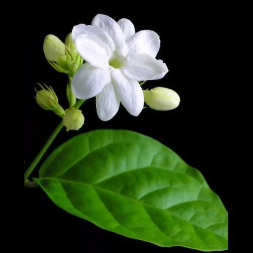 Jasminum sambac, The Arabian Jasmine - www.FOP.ae Buy online Best and Healthy Plants and quality products guarantee in Dubai Plants Shop in Dubai Abu Dhabi all over UAE Plants near me Fresh Plants in Dubai where to buy plants in UAE - FOP.ae