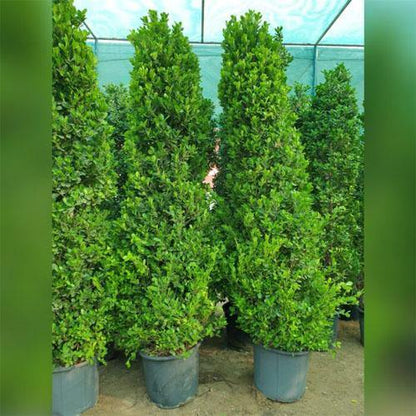 Ficus Diversifolia Cone Shape - www.FOP.ae Buy online Best and Healthy Plants and quality products guarantee in Dubai Plants Shop in Dubai Abu Dhabi all over UAE Plants near me Fresh Plants in Dubai where to buy plants in UAE - FOP.ae