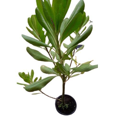 Scaevola frutescens, Vahl Beach Naupaka, Hawaiian Half Flower, Sea Lettuce - www.FOP.ae Buy online Best and Healthy Plants and quality products guarantee in Dubai Plants Shop in Dubai Abu Dhabi all over UAE Plants near me Fresh Plants in Dubai where to buy plants in UAE - FOP.ae