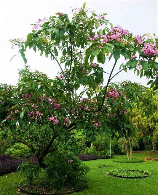 Trumpet Tree, Tabebuia pentaphylla, Tabebuia Rosea - www.FOP.ae Buy online Best and Healthy Plants and quality products guarantee in Dubai Plants Shop in Dubai Abu Dhabi all over UAE Plants near me Fresh Plants in Dubai where to buy plants in UAE - FOP.ae