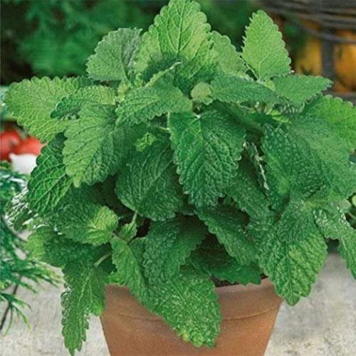 Melissa, Balm Mint - www.FOP.ae Buy online Best and Healthy Plants and quality products guarantee in Dubai Plants Shop in Dubai Abu Dhabi all over UAE Plants near me Fresh Plants in Dubai where to buy plants in UAE - FOP.ae