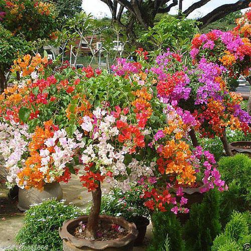 Bougainvillea Specimen Single Head - www.FOP.ae Buy online Best and Healthy Plants and quality products guarantee in Dubai Plants Shop in Dubai Abu Dhabi all over UAE Plants near me Fresh Plants in Dubai where to buy plants in UAE - FOP.ae