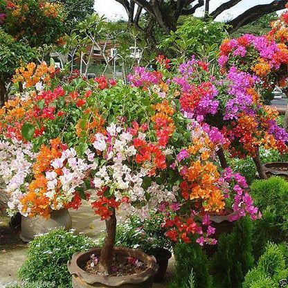 Bougainvillea Specimen Single Head - www.FOP.ae Buy online Best and Healthy Plants and quality products guarantee in Dubai Plants Shop in Dubai Abu Dhabi all over UAE Plants near me Fresh Plants in Dubai where to buy plants in UAE - FOP.ae