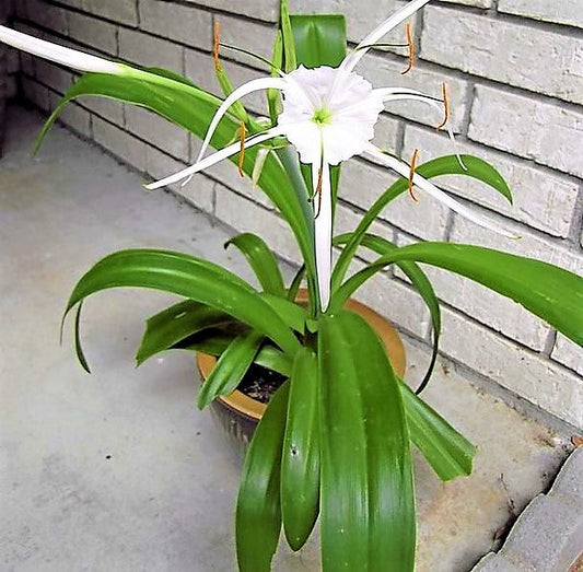 Spider Lily, Hymenocallis Littoralis, Lilly - www.FOP.ae Buy online Best and Healthy Plants and quality products guarantee in Dubai Plants Shop in Dubai Abu Dhabi all over UAE Plants near me Fresh Plants in Dubai where to buy plants in UAE - FOP.ae
