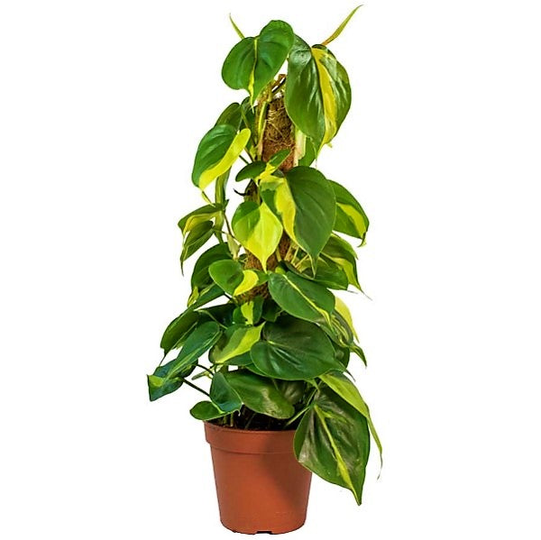 Scindapsus Brasil - www.FOP.ae Buy online Best and Healthy Plants and quality products guarantee in Dubai Plants Shop in Dubai Abu Dhabi all over UAE Plants near me Fresh Plants in Dubai where to buy plants in UAE - FOP.ae