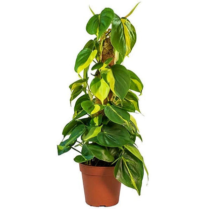 Scindapsus Brasil - www.FOP.ae Buy online Best and Healthy Plants and quality products guarantee in Dubai Plants Shop in Dubai Abu Dhabi all over UAE Plants near me Fresh Plants in Dubai where to buy plants in UAE - FOP.ae