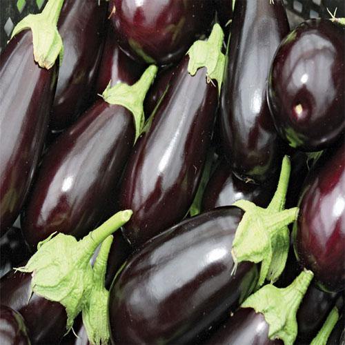 Eggplant - www.FOP.ae Buy online Best and Healthy Plants and quality products guarantee in Dubai Plants Shop in Dubai Abu Dhabi all over UAE Plants near me Fresh Plants in Dubai where to buy plants in UAE - FOP.ae