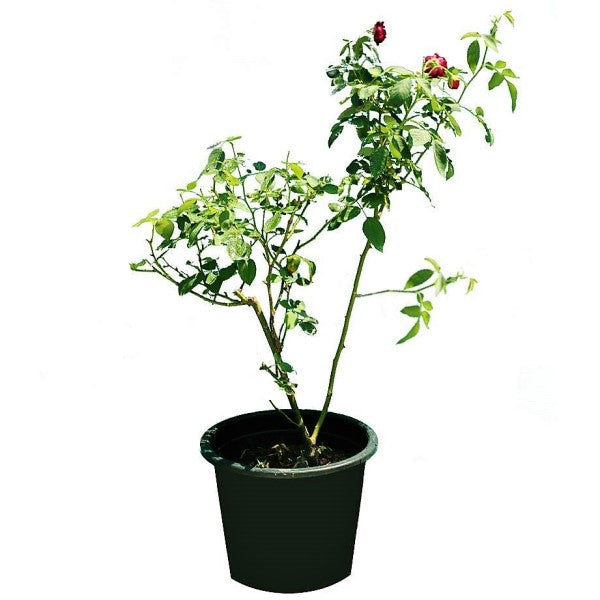 Rose Plant Outdoor - www.FOP.ae Buy online Best and Healthy Plants and quality products guarantee in Dubai Plants Shop in Dubai Abu Dhabi all over UAE Plants near me Fresh Plants in Dubai where to buy plants in UAE - FOP.ae