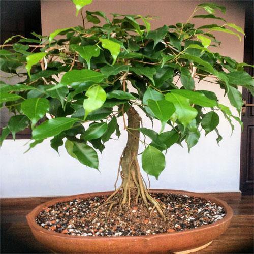 Ficus S Bonsai - www.FOP.ae Buy online Best and Healthy Plants and quality products guarantee in Dubai Plants Shop in Dubai Abu Dhabi all over UAE Plants near me Fresh Plants in Dubai where to buy plants in UAE - FOP.ae