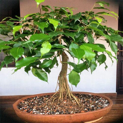 Ficus S Bonsai - www.FOP.ae Buy online Best and Healthy Plants and quality products guarantee in Dubai Plants Shop in Dubai Abu Dhabi all over UAE Plants near me Fresh Plants in Dubai where to buy plants in UAE - FOP.ae