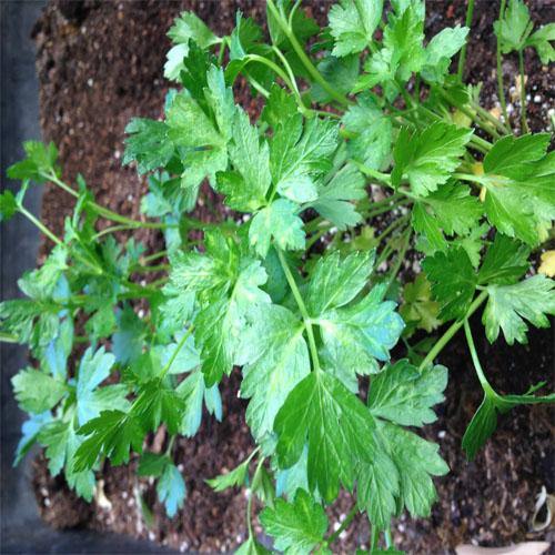 Parsley Plant - www.FOP.ae Buy online Best and Healthy Plants and quality products guarantee in Dubai Plants Shop in Dubai Abu Dhabi all over UAE Plants near me Fresh Plants in Dubai where to buy plants in UAE - FOP.ae