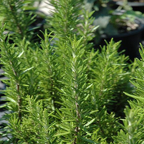 Rosmarinus Officialis, Rosemary Herb Outdoor - www.FOP.ae Buy online Best and Healthy Plants and quality products guarantee in Dubai Plants Shop in Dubai Abu Dhabi all over UAE Plants near me Fresh Plants in Dubai where to buy plants in UAE - FOP.ae