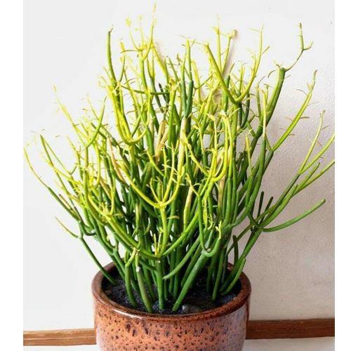 Euphorbia Tirucalli, Pencil Cactus - www.FOP.ae Buy online Best and Healthy Plants and quality products guarantee in Dubai Plants Shop in Dubai Abu Dhabi all over UAE Plants near me Fresh Plants in Dubai where to buy plants in UAE - FOP.ae