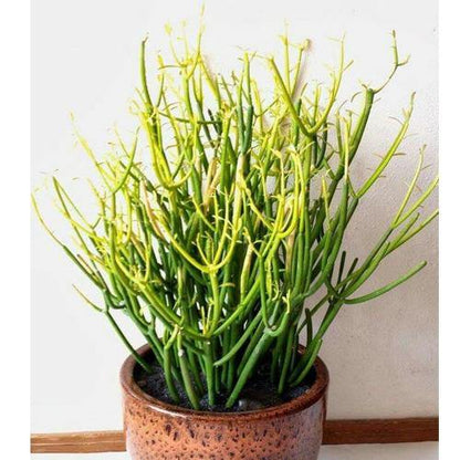 Euphorbia Tirucalli, Pencil Cactus - www.FOP.ae Buy online Best and Healthy Plants and quality products guarantee in Dubai Plants Shop in Dubai Abu Dhabi all over UAE Plants near me Fresh Plants in Dubai where to buy plants in UAE - FOP.ae