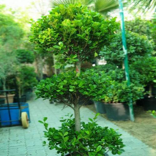 Ficus Diversifolia Three Heads - www.FOP.ae Buy online Best and Healthy Plants and quality products guarantee in Dubai Plants Shop in Dubai Abu Dhabi all over UAE Plants near me Fresh Plants in Dubai where to buy plants in UAE - FOP.ae