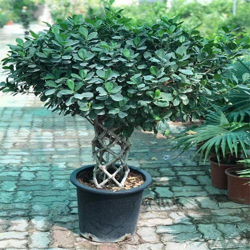 Ficus Panda Cage Shape - www.FOP.ae Buy online Best and Healthy Plants and quality products guarantee in Dubai Plants Shop in Dubai Abu Dhabi all over UAE Plants near me Fresh Plants in Dubai where to buy plants in UAE - FOP.ae