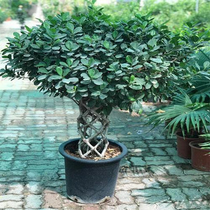Ficus Panda Cage Shape - www.FOP.ae Buy online Best and Healthy Plants and quality products guarantee in Dubai Plants Shop in Dubai Abu Dhabi all over UAE Plants near me Fresh Plants in Dubai where to buy plants in UAE - FOP.ae