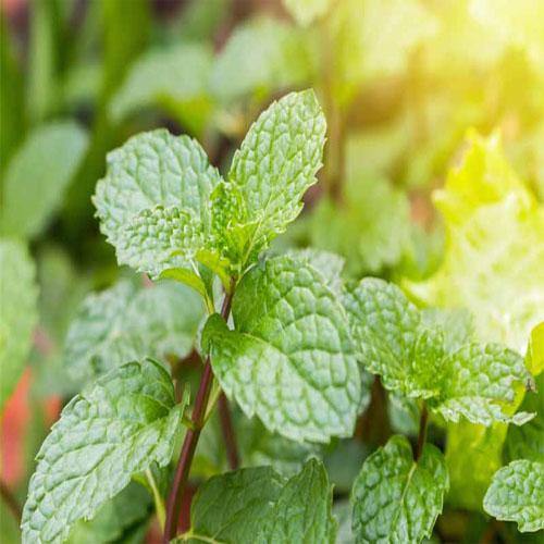 Mint Plant, Mentha - www.FOP.ae Buy online Best and Healthy Plants and quality products guarantee in Dubai Plants Shop in Dubai Abu Dhabi all over UAE Plants near me Fresh Plants in Dubai where to buy plants in UAE - FOP.ae