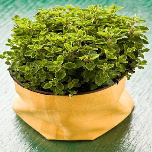 Sweet Marjoram - www.FOP.ae Buy online Best and Healthy Plants and quality products guarantee in Dubai Plants Shop in Dubai Abu Dhabi all over UAE Plants near me Fresh Plants in Dubai where to buy plants in UAE - FOP.ae