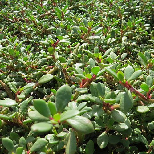 Sesuvium Portulacastrum, Shoreline Seapurslane (small) - www.FOP.ae Buy online Best and Healthy Plants and quality products guarantee in Dubai Plants Shop in Dubai Abu Dhabi all over UAE Plants near me Fresh Plants in Dubai where to buy plants in UAE - FOP.ae