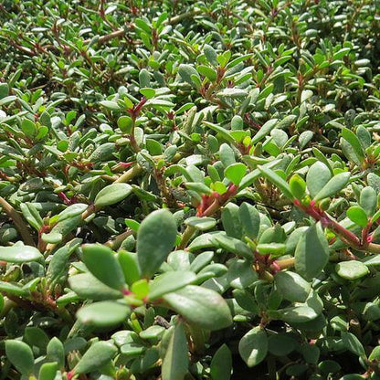 Sesuvium Portulacastrum, Shoreline Seapurslane (small) - www.FOP.ae Buy online Best and Healthy Plants and quality products guarantee in Dubai Plants Shop in Dubai Abu Dhabi all over UAE Plants near me Fresh Plants in Dubai where to buy plants in UAE - FOP.ae